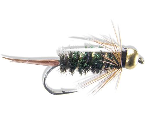BH Prince
#8-20