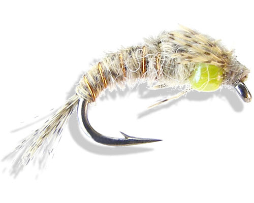 Silverman's Glassy-Eyed PMD
#14-18