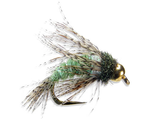 Anderson's Tung Bird of Prey Olive
#8-10