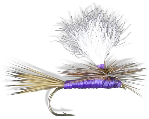 Carlson's Purple Haze Chute
#10-20