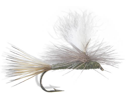 Carlson's Olive Haze
#10-18