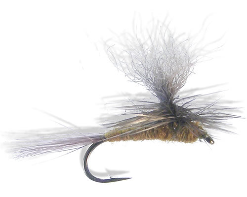 Parachute - BWO
#16-20