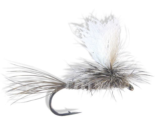 Parachute-Hare's Ear
#10-18