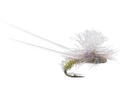 Christiaen's GT Adult - BWO
#16-20