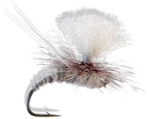 Christiaen's GT Adult - Grey Drake
#10-14