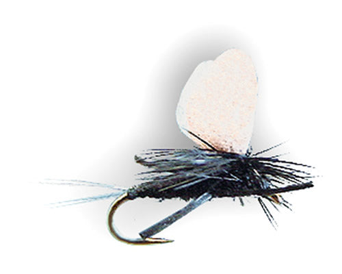 Trina's Etha-Wing Dun Trico
#18