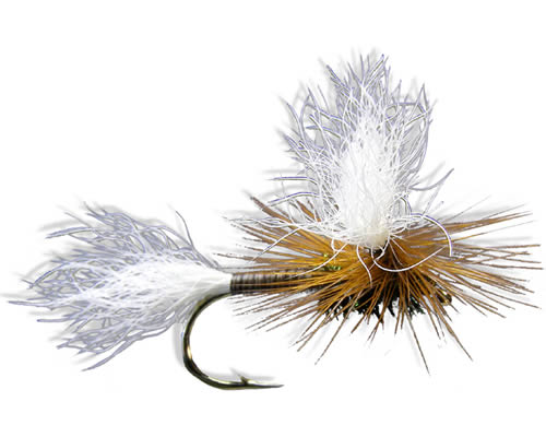 Para-Wulff - H&L Variant
#12-16