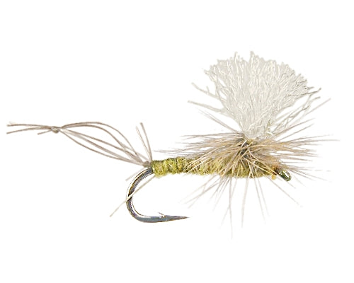 Gould's Shuckoff - BWO #16-20
