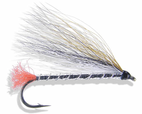 Black Nose Dace