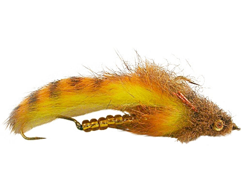 Wiese's Scleech - Orange / Yellow #04