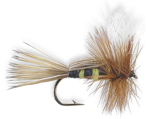Rydeberg's Humpbee
#12-14