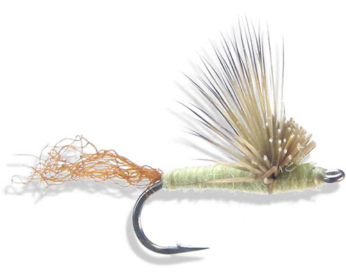 Brwr's Butthead Sparkledun - PMD
#16-18