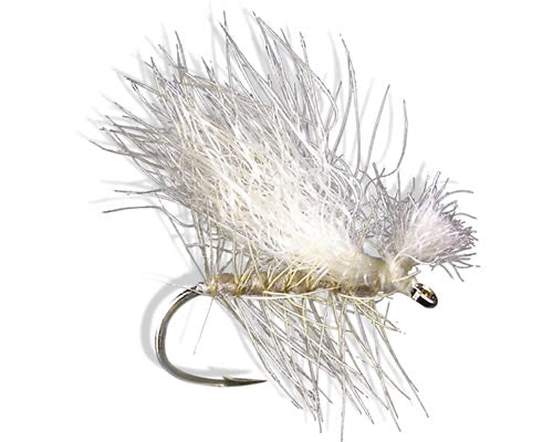 Koichi's Snowshoe Spruce Moth
#12-14