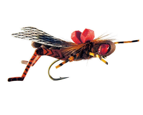 Dunnigan's Young Grasshoppa - Brown