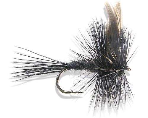 Black Gnat
#12-20