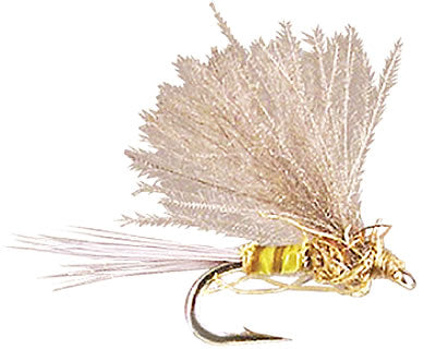 Angelo's CDC Emerger - BWO
#18-22