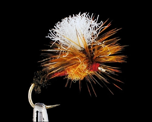 Arrick's Parachute Ant - Black/Cinnamon