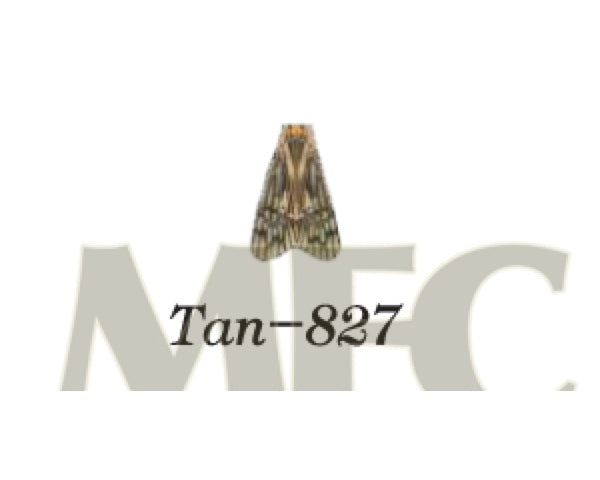 Lazer Wing - Caddis - Tan (6 pairs)