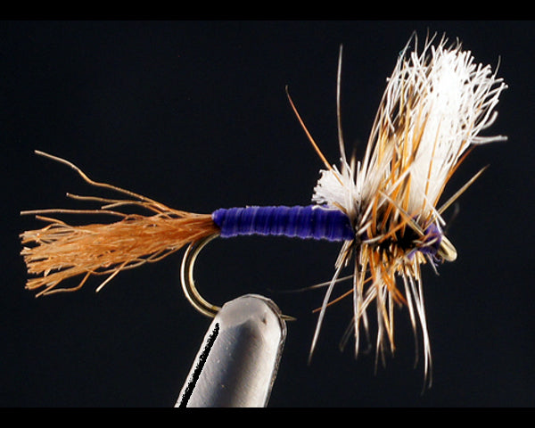 Weise's Hazy Cripple - Purple