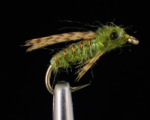 Wier's Caddis Pupa - Olive